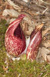 Skunk cabbage